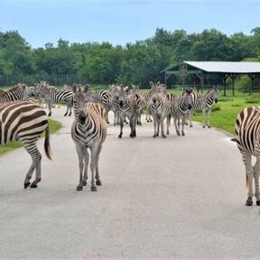 Lion Country Safari
