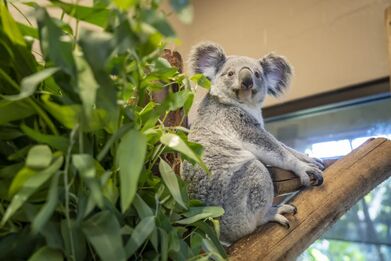 Palm Beach Zoo & Conservation Society